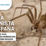 Araña violinista en España